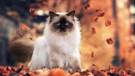 Majestic Feline in Autumn Splendor wallpaper