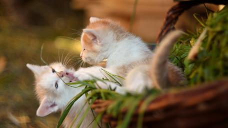 Playful Kittens Enjoying Nature's Playground wallpaper