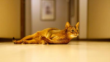 Elegant Cat Relaxing in Hallway wallpaper