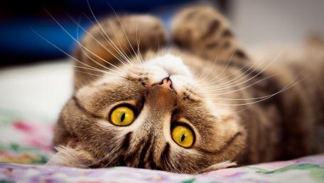 Playful Cat with Striking Yellow Eyes wallpaper
