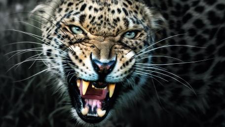 Fierce Leopard Captured in the Wild wallpaper