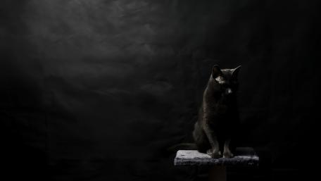 Mystical Black Cat Against a Dark Background wallpaper