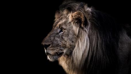 Majestic Lion in Profile View with Dark Background wallpaper