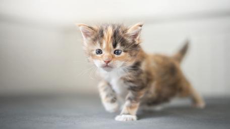 Playful Kitten on the Move wallpaper