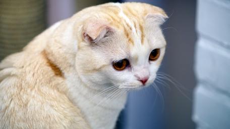 Adorable Cat with Amber Eyes Wallpaper wallpaper