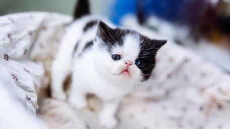 Cute Playful Kitten in a Cozy Bed wallpaper