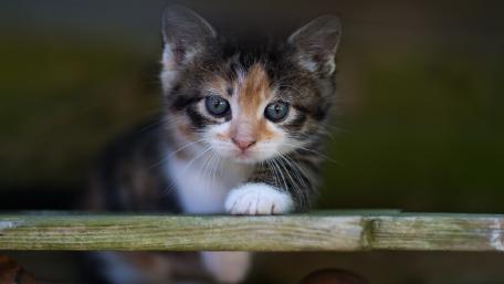 Adorable Kitten Curiously Exploring Its Surroundings wallpaper