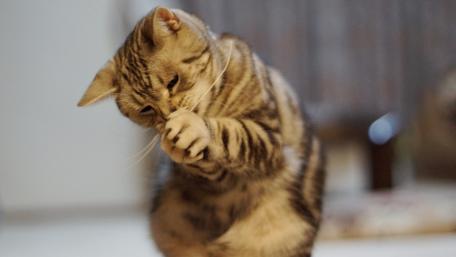 Playful Tabby Cat Enjoying a Moment of Fun wallpaper