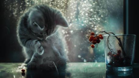 Playful Kitten in a Rainy Window Scene wallpaper