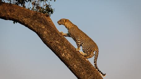 Graceful Leopard Climbing a Tree wallpaper