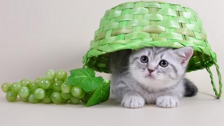 Adorable Kitten Hiding Under a Green Basket wallpaper