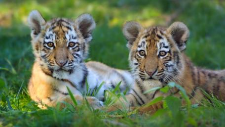 Majestic Tiger Cubs in Nature's Embrace wallpaper