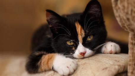 Charming Calico Cat Relaxing on a Couch wallpaper