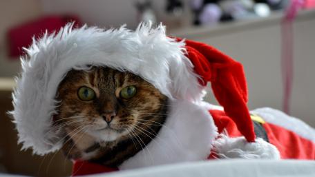 Festive Feline in Santa Costume wallpaper