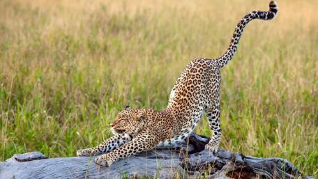 Leopard Stretching in the Wild Grasslands wallpaper