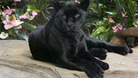 Majestic Black Panther in Lush Surroundings wallpaper
