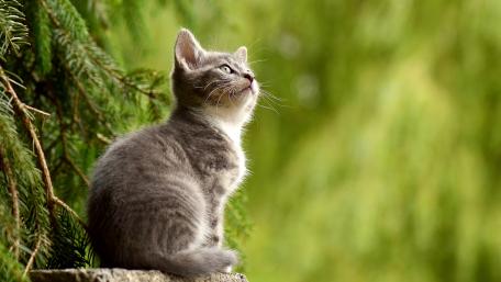 Curious Kitten Amidst Nature's Beauty wallpaper