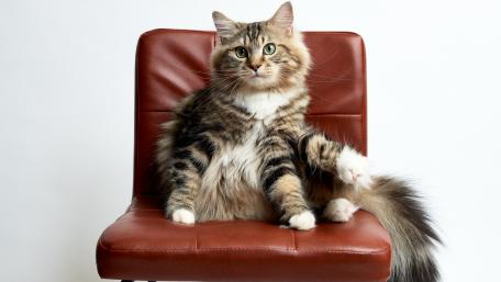 Charming Cat on a Stylish Chair wallpaper