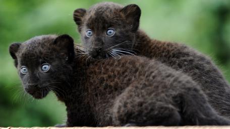 Playful Black Panther Cubs Exploring the World Together wallpaper