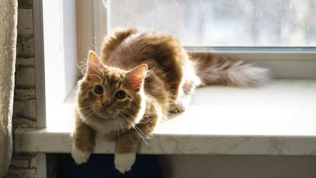 Cozy Cat Relaxing in a Sunlit Window wallpaper