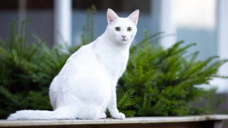 Majestic White Cat in Nature wallpaper