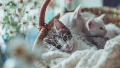 Adorable Kittens Relaxing in a Basket wallpaper