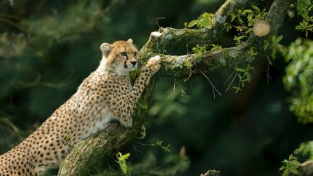 Cheetah Relaxing on a Tree Branch wallpaper