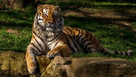 Majestic Tiger Relaxing in Nature wallpaper