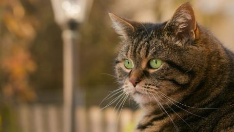 Serene Tabby Cat in Nature's Embrace wallpaper