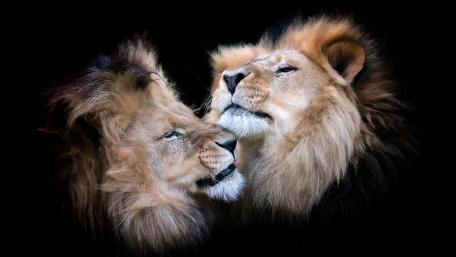 Majestic Lions in Intimate Embrace wallpaper