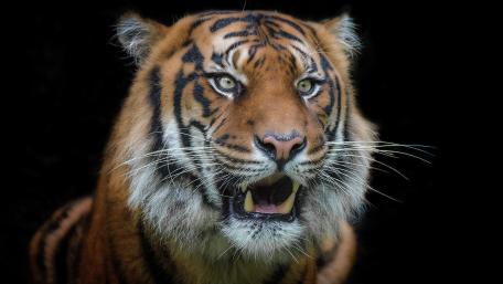 Majestic Tiger Close-Up Wallpaper wallpaper