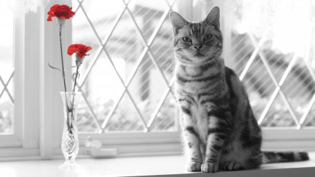Charming Cat in a Monochrome World wallpaper
