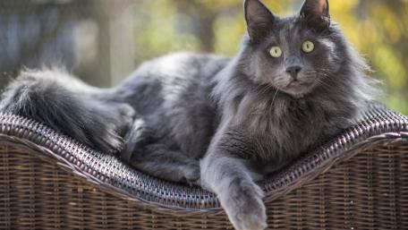 Majestic Grey Cat Relaxing in Sunlight wallpaper