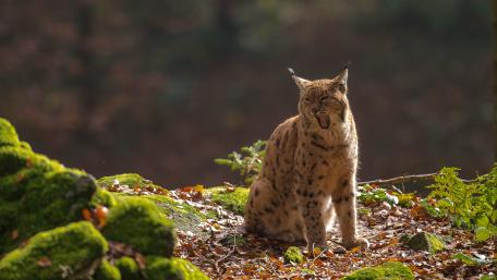 Majestic Lynx in Autumn Forest Scene wallpaper