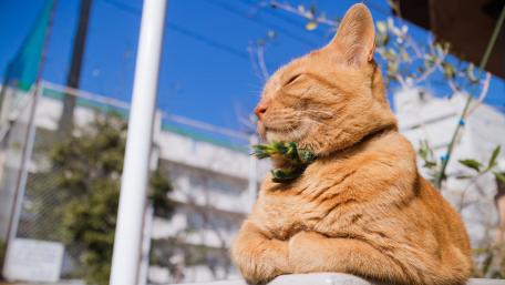 Gentle Orange Cat Enjoying the Sunlight wallpaper