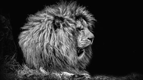 Majestic Lion in Profound Serenity wallpaper