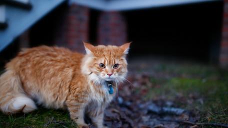 Fluffy Ginger Cat in Nature Scene wallpaper