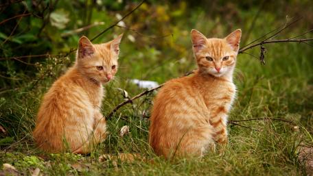 Playful Orange Kittens in Nature wallpaper