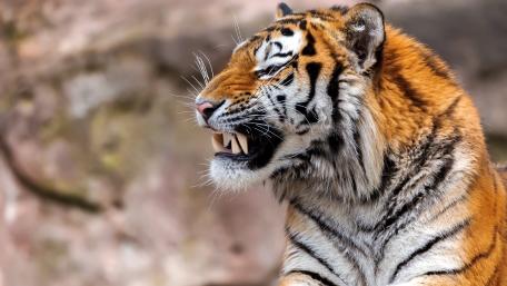 Majestic Tiger Close-Up Wallpaper wallpaper