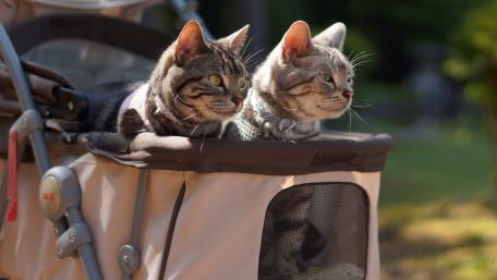 Clever Cats Enjoying an Outdoor Stroll wallpaper