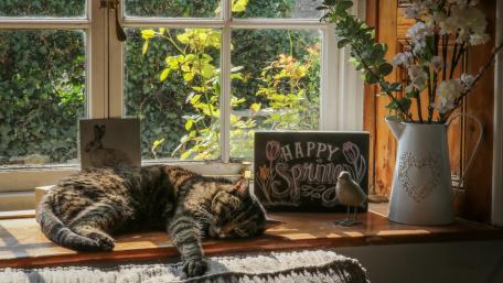 Cozy Spring Moments with a Cat wallpaper