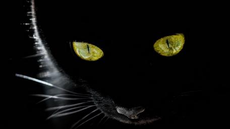 Mysterious Gleam of a Black Cat's Eyes wallpaper