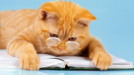 Curious Cat Exploring Knowledge wallpaper