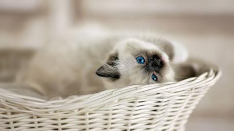 Charming Kitten in a Cozy Basket wallpaper