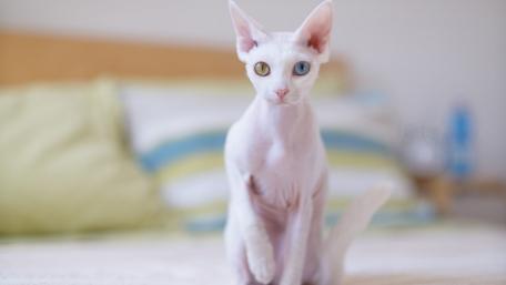 Unique Dual-Eyed Cat Wallpaper wallpaper