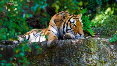 Majestic Tiger Relaxing in Nature wallpaper