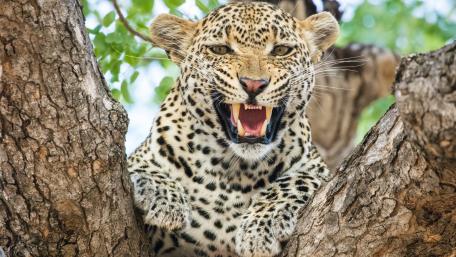 Majestic Leopard Roaring from a Tree wallpaper