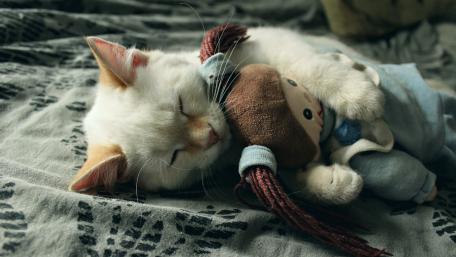 Cozy Cat Embracing a Plush Toy in Peaceful Slumber wallpaper