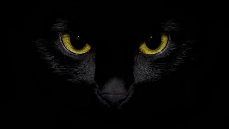 Mystical Gaze of a Black Cat wallpaper