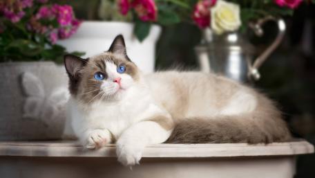 Charming Ragdoll Cat Among Flowers wallpaper